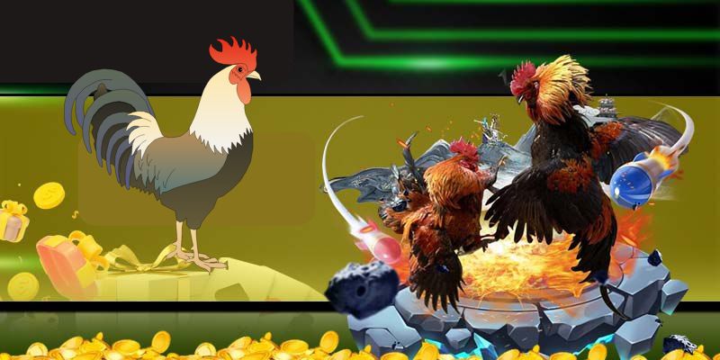 Đa dạng trận đấu gà khắp mọi miền