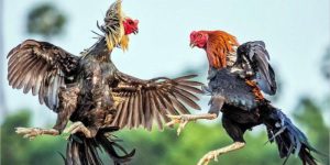 đá gà trực tiếp c4