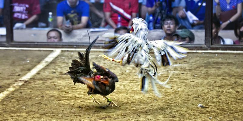 Hình thức chọi gà đang được săn đón