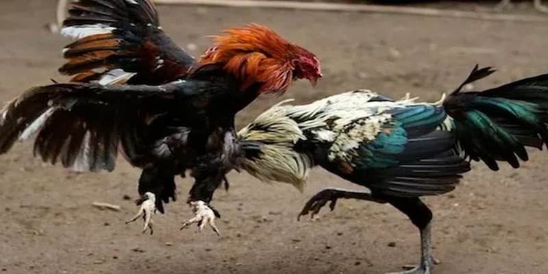 Nên xem đá gà trực tiếp c4 ở đâu?